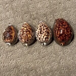 Leopard Tiger & Chocolate Humpback Cowrie Cypraea Tigris Pattern Seashells Lot